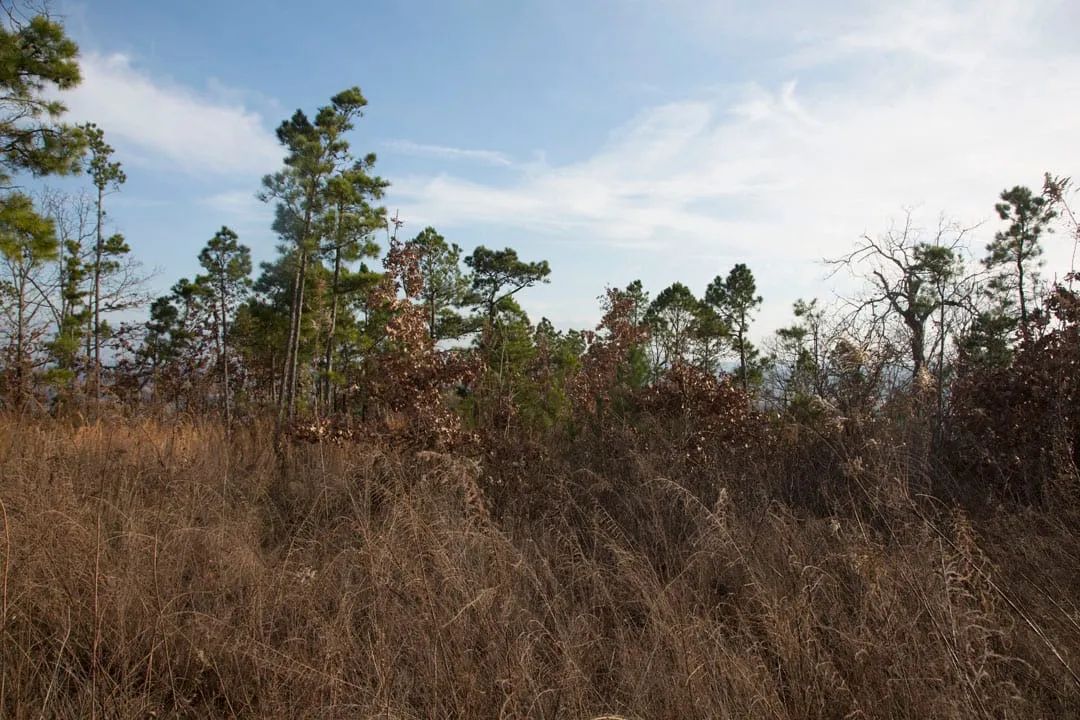 Decorative background for Stone Creek Phase III Tract 89 image 8