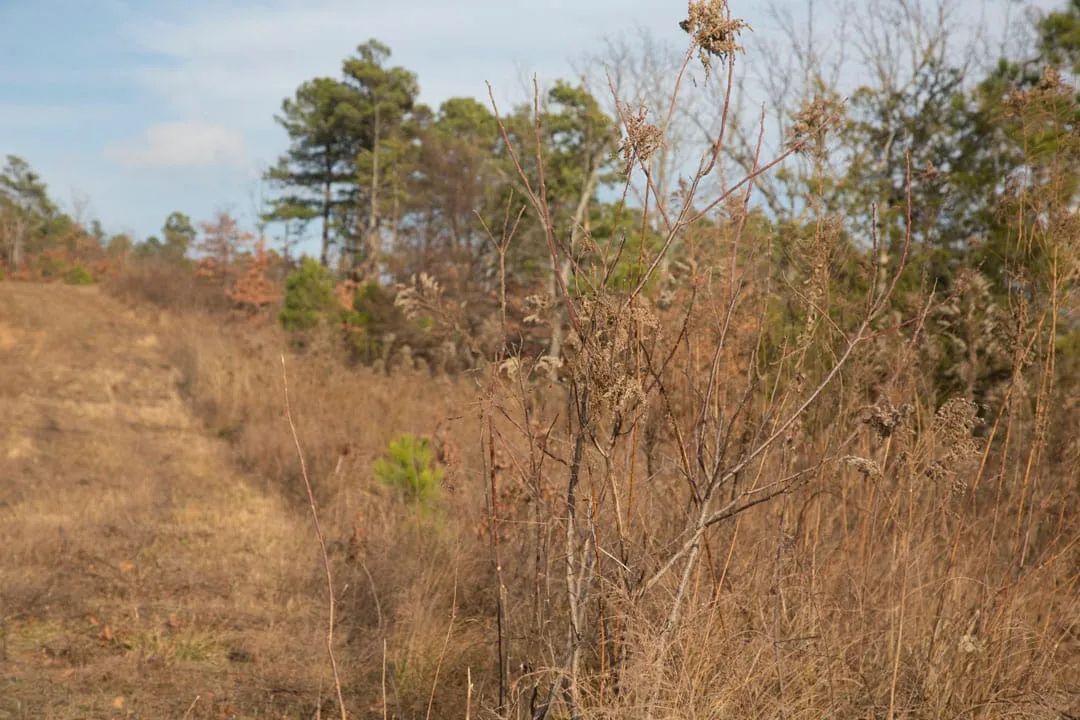 Decorative background for Stone Creek Phase III Tract 89 image 10