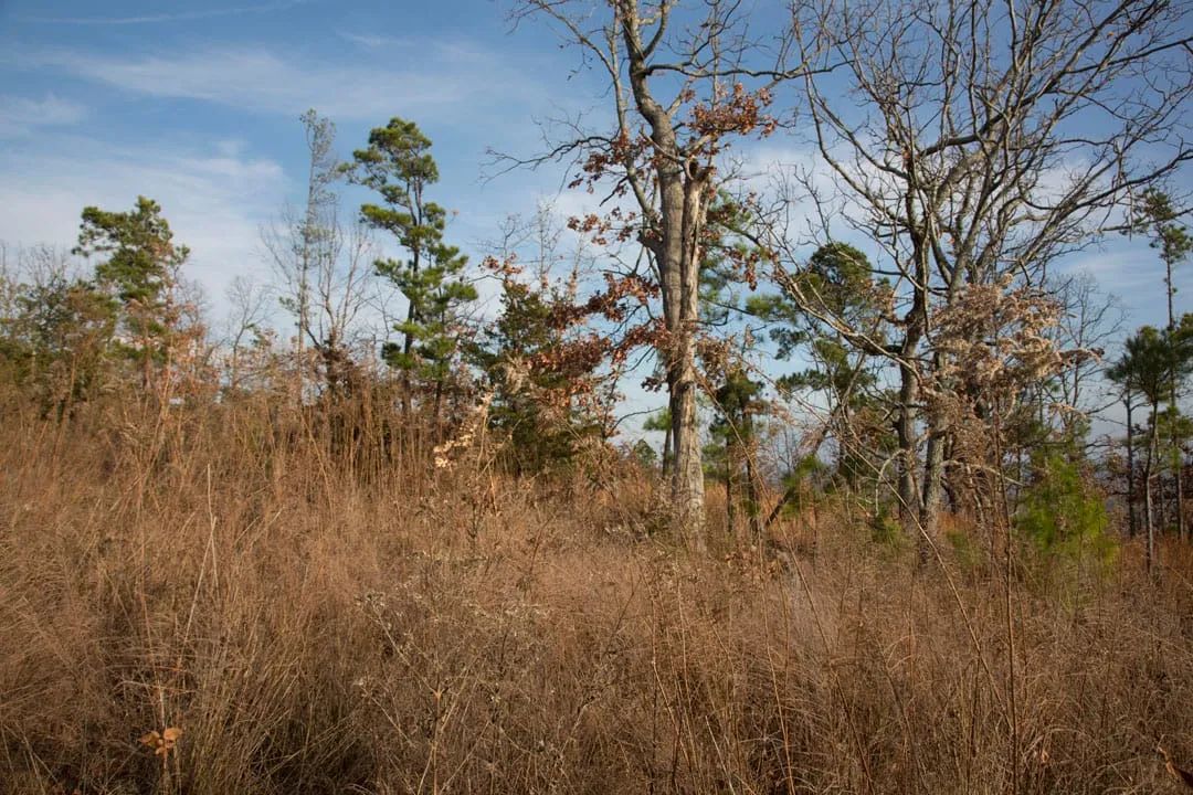 Decorative background for Stone Creek Phase III Tract 89 image 11