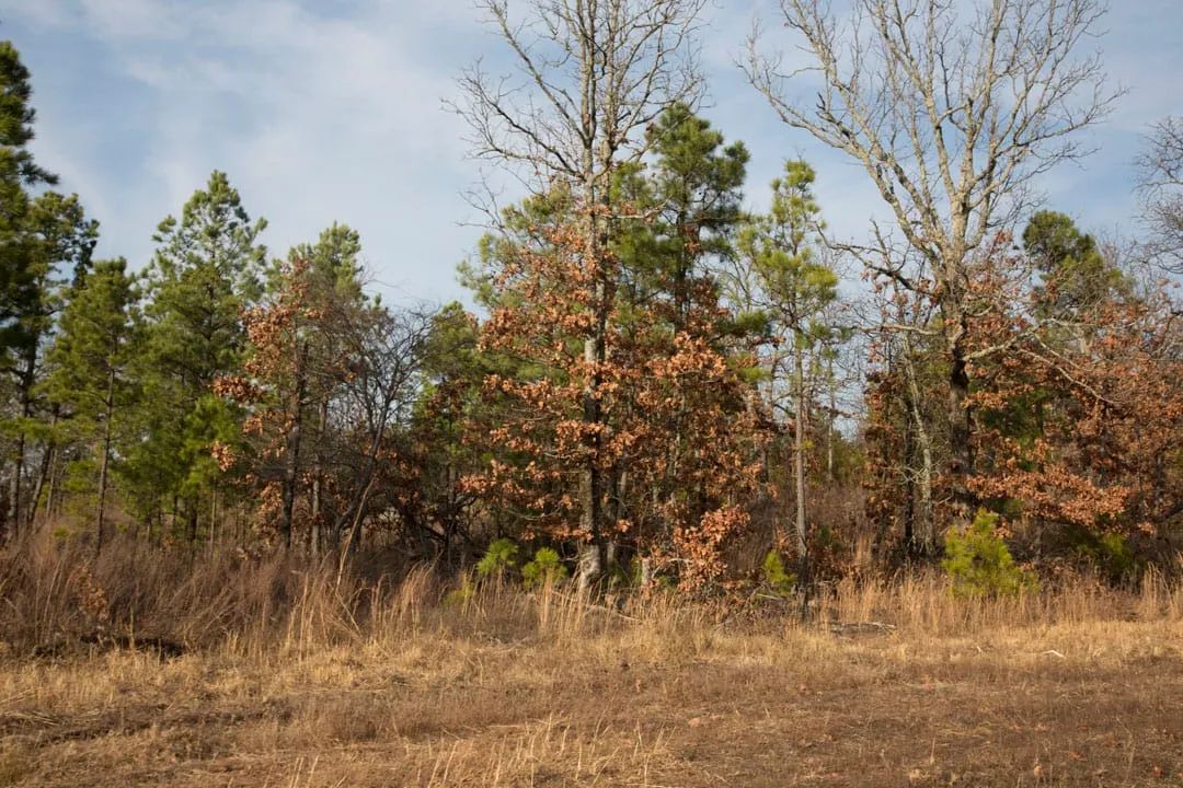 Decorative background for Stone Creek Phase III Tract 89 image 12