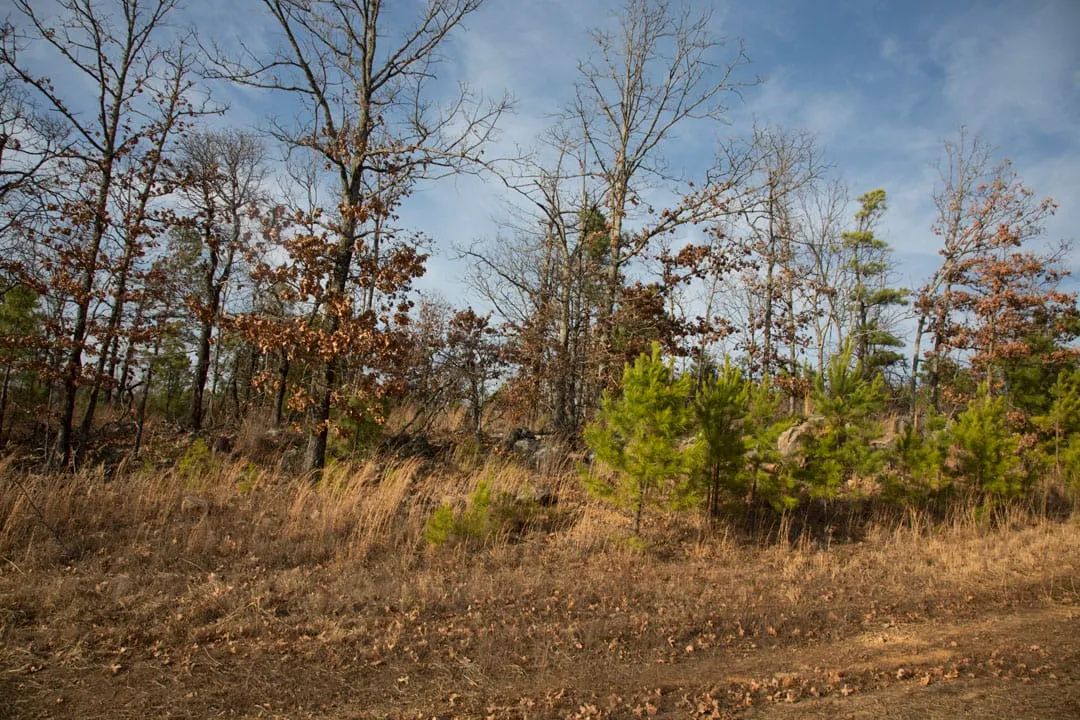 Decorative background for Stone Creek Phase III Tract 89 image 14