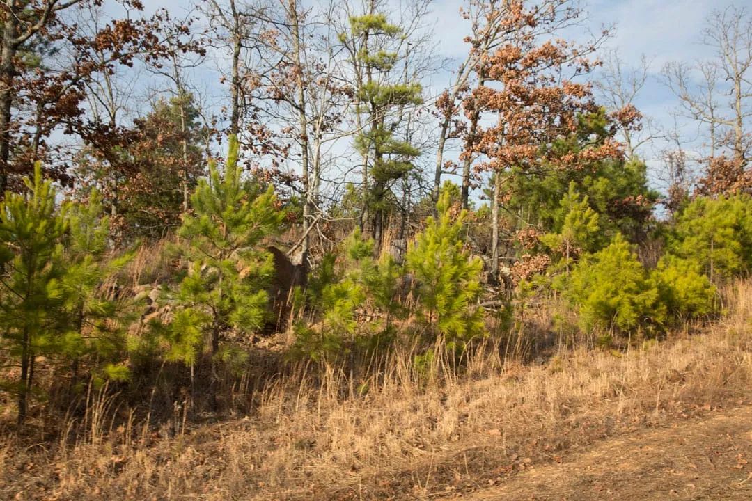 Decorative background for Stone Creek Phase III Tract 89 image 15
