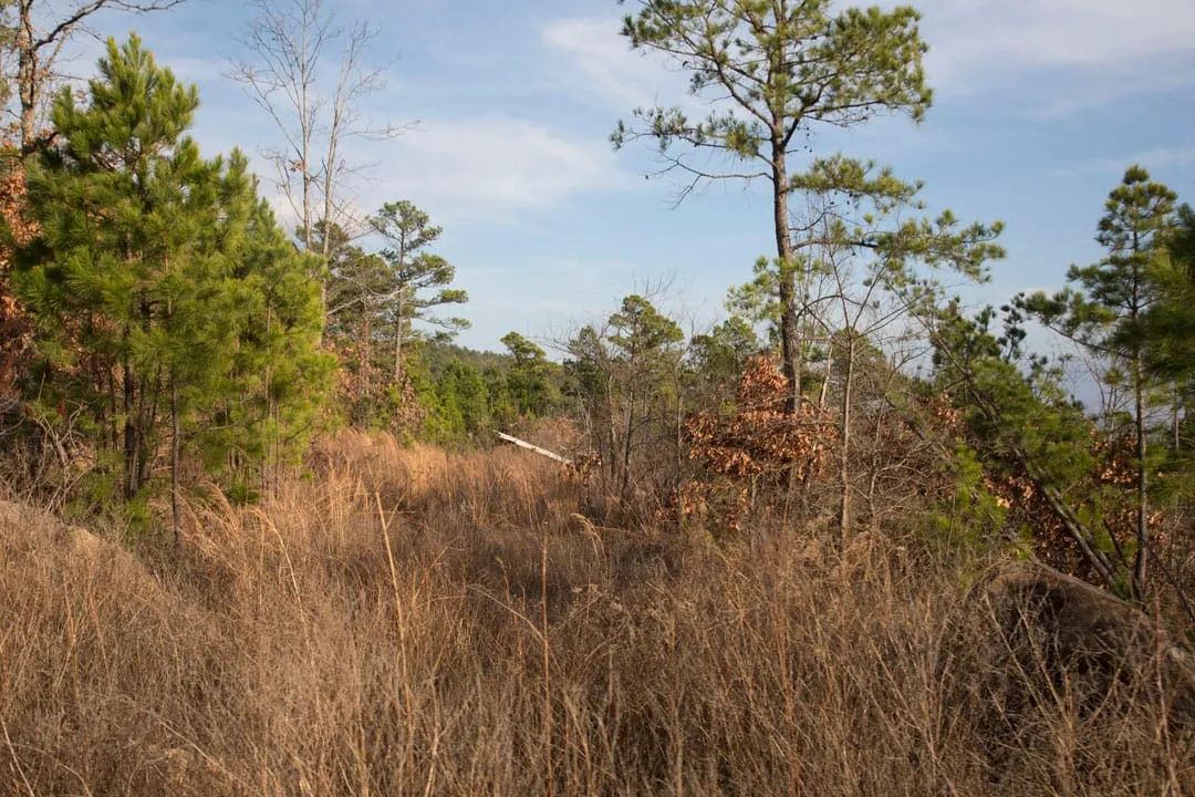 Decorative background for Stone Creek Phase III Tract 89 image 16