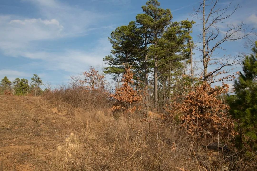 Decorative background for Stone Creek Phase III Tract 89 image 17