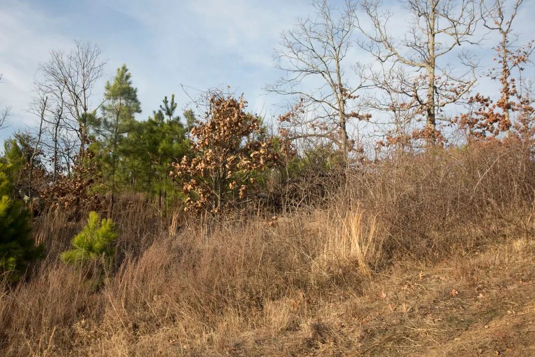 Decorative background for Stone Creek Phase III Tract 89 image 18