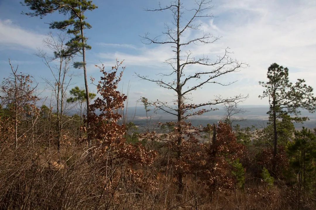 Decorative background for Stone Creek Phase III Tract 89 image 19