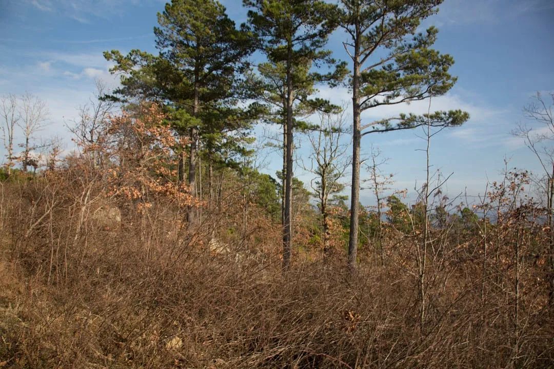Decorative background for Stone Creek Phase III Tract 89 image 20