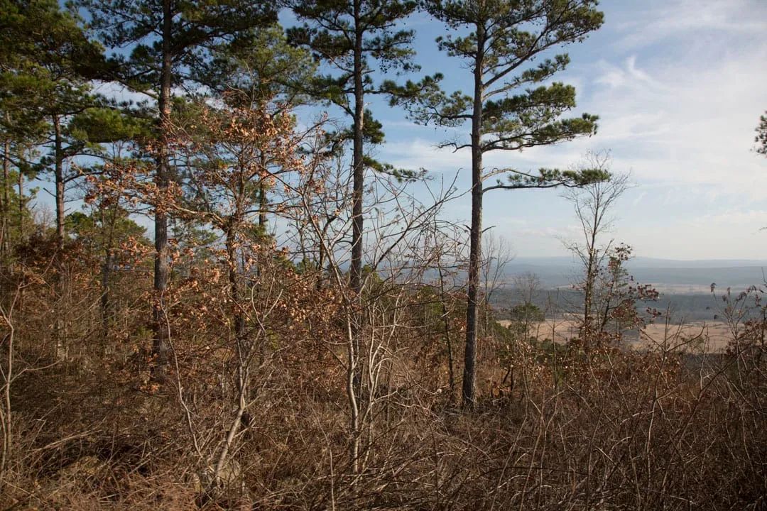 Decorative background for Stone Creek Phase III Tract 89 image 21