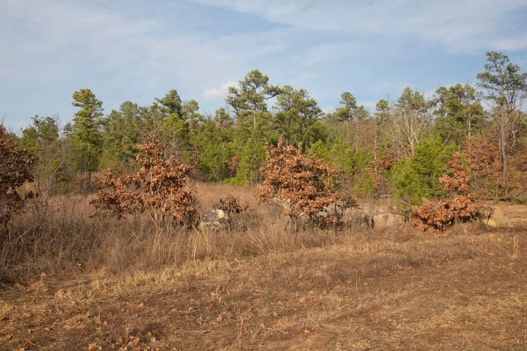 Decorative background for Stone Creek Phase III Tract 89 image 22