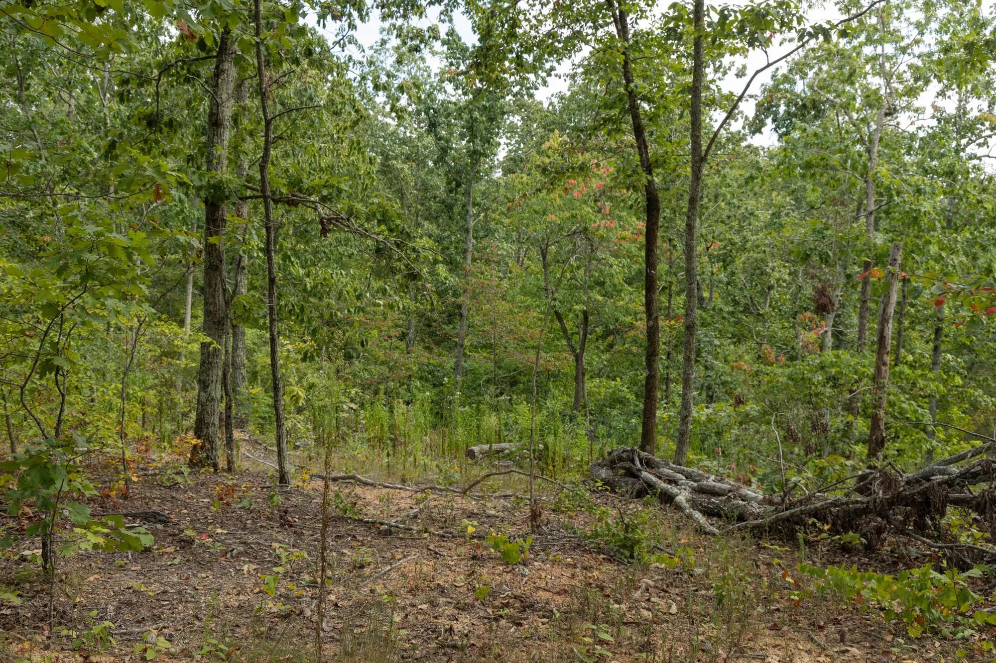 Big White Oak Tract 72 in Perry County, TN