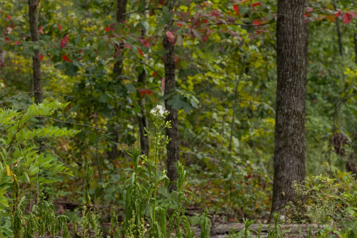 Big White Oak Tract 72 - Image 4