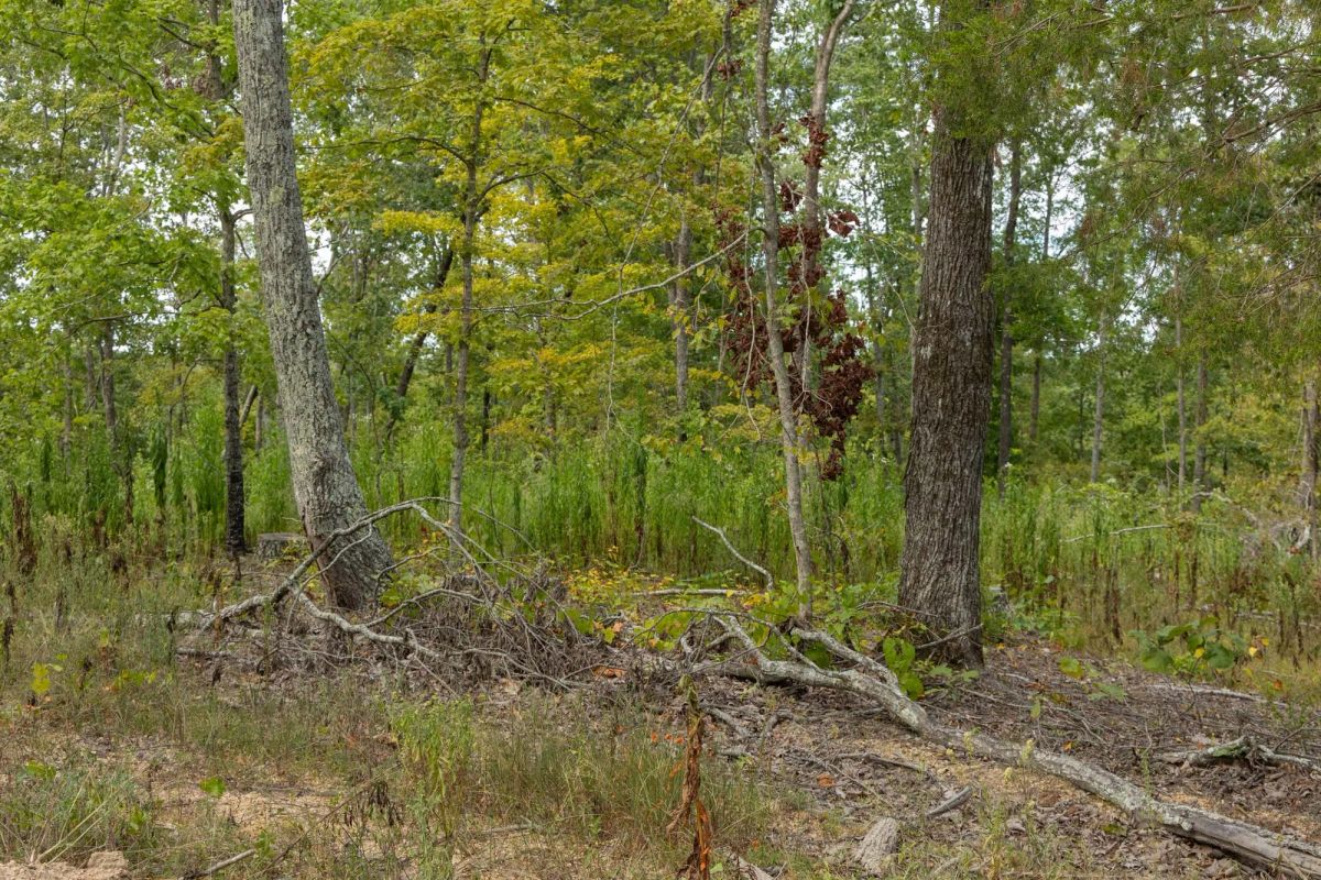 Decorative background for Big White Oak Tract 72 image 5