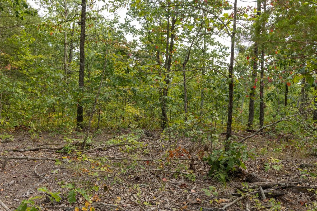 Decorative background for Big White Oak Tract 72 image 6