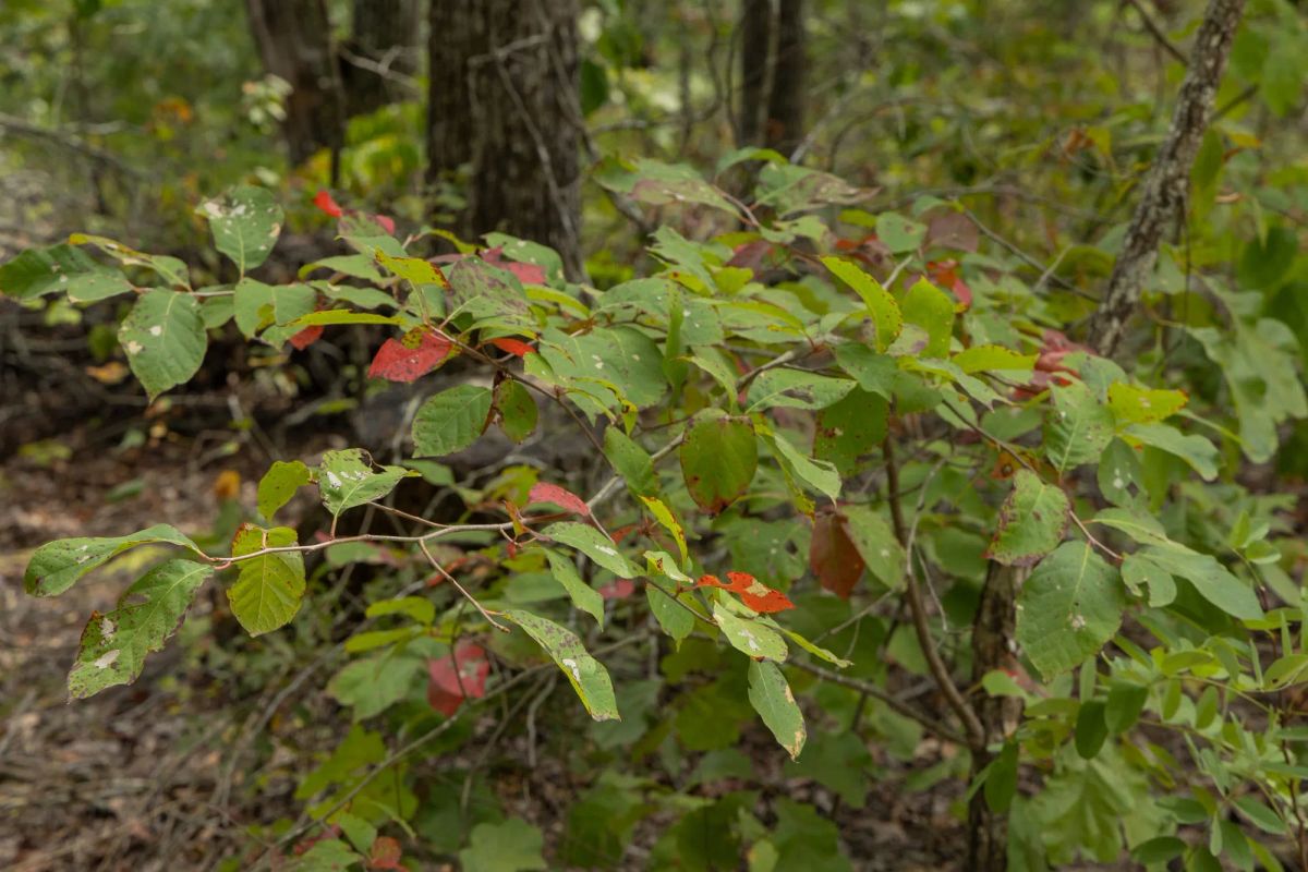 Decorative background for Big White Oak Tract 72 image 7