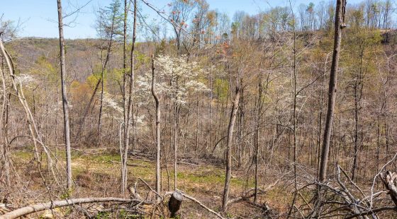 Creek Hollow Phase I Tract 52 in Rockcastle County, KY