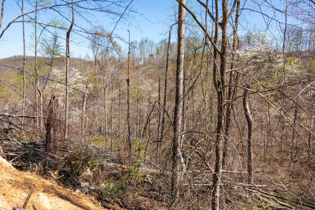 Decorative background for Creek Hollow Phase I Tract 52 image 5
