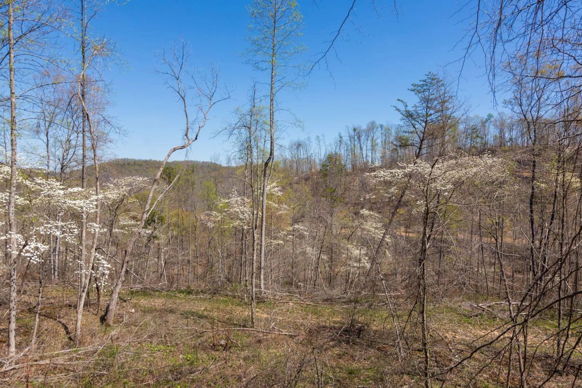 Decorative background for Creek Hollow Phase I Tract 52 image 6