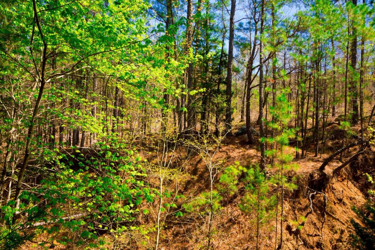 Decorative background for Stone Creek Phase II Tract 217 image 7