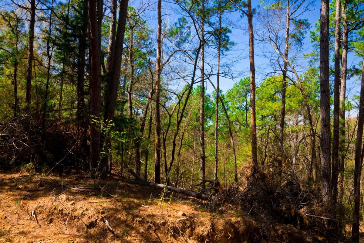 Decorative background for Stone Creek Phase II Tract 217 image 8