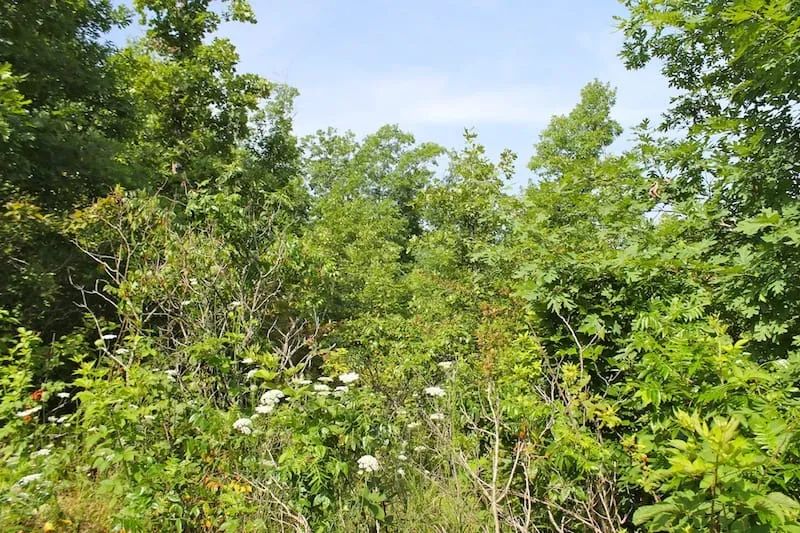 Green Mountain Ranch Tract 17 in Shannon County, MO
