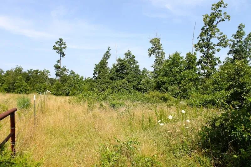 Decorative background for Green Mountain Ranch Tract 17 image 5