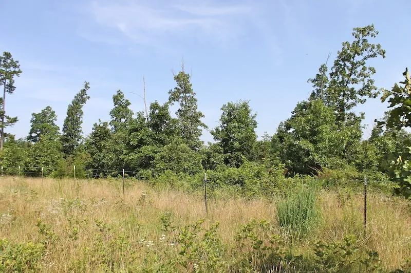 Decorative background for Green Mountain Ranch Tract 17 image 6