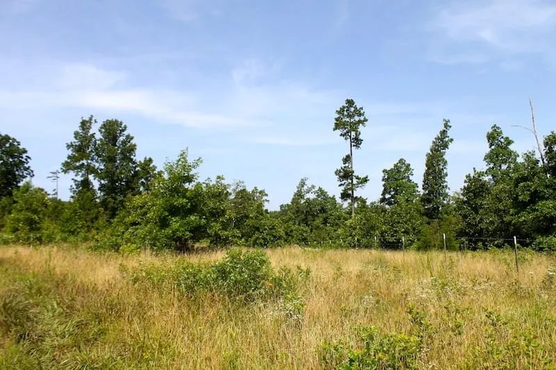 Decorative background for Green Mountain Ranch Tract 17 image 7