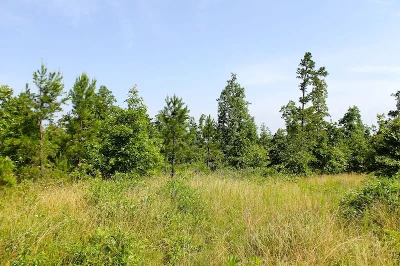 Decorative background for Green Mountain Ranch Tract 17 image 8