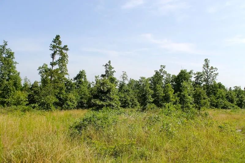 Decorative background for Green Mountain Ranch Tract 17 image 9