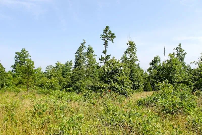 Decorative background for Green Mountain Ranch Tract 17 image 10