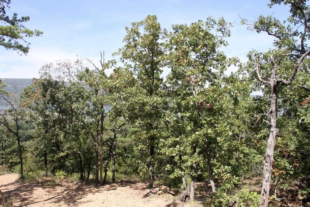 Decorative background for Lakeview Private Reserve Tract 13 image 9