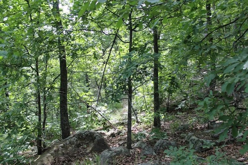 Decorative background for Indian Ridge – Phase II Tract 40 image 5