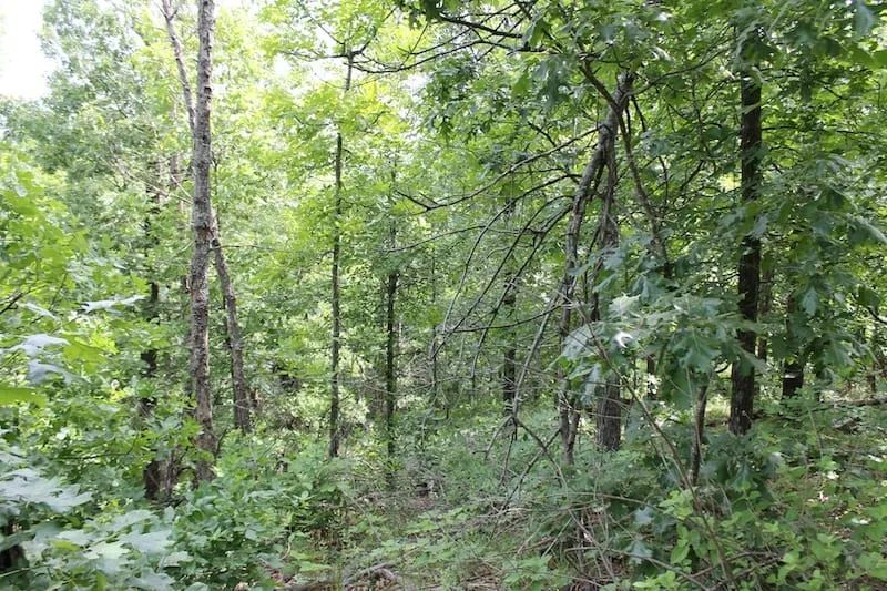 Decorative background for Indian Ridge – Phase II Tract 40 image 7