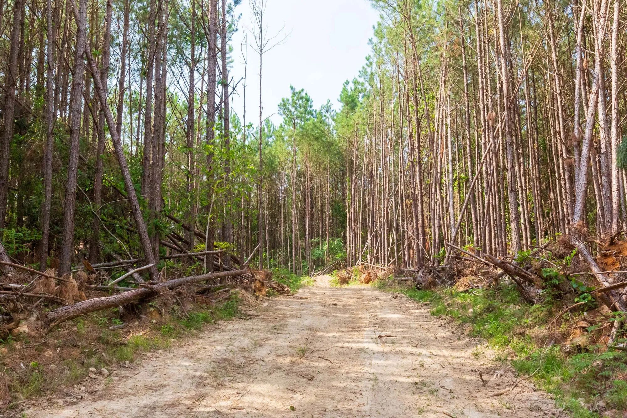 Whiskey Ridge Tract 96 in Henderson County, TN