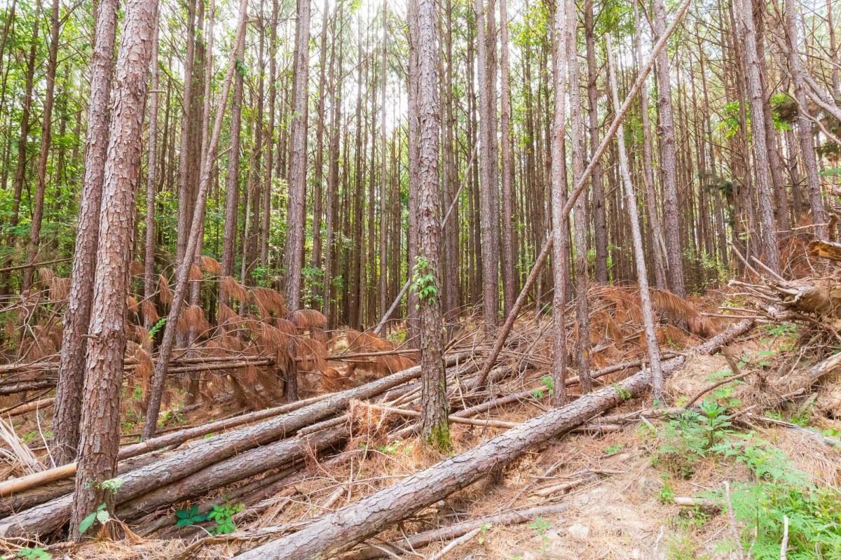 Whiskey Ridge Tract 96 - Image 2