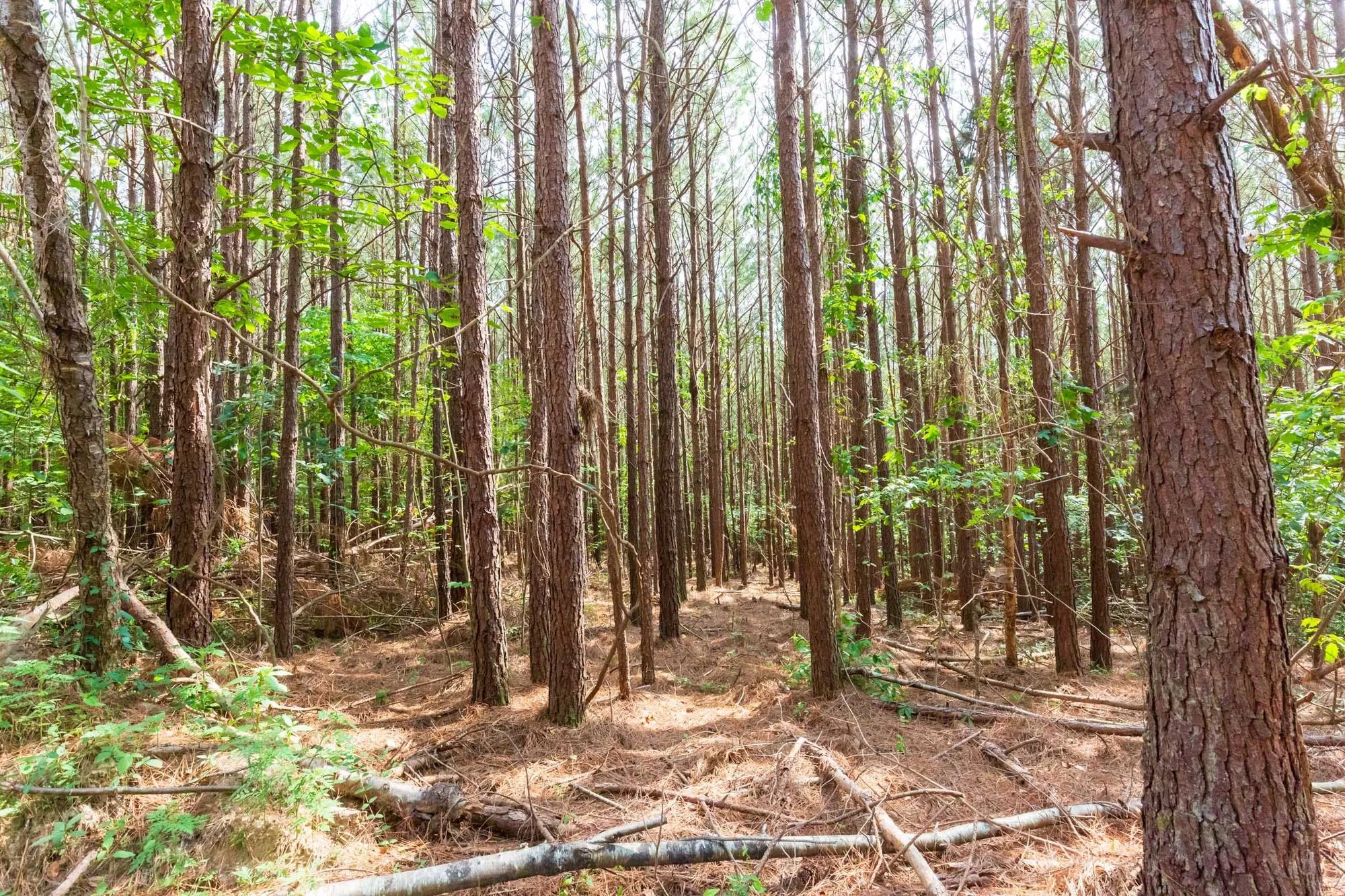 Whiskey Ridge Tract 96 in Henderson County, TN