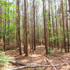 Whiskey Ridge Tract 96 in Henderson County, TN