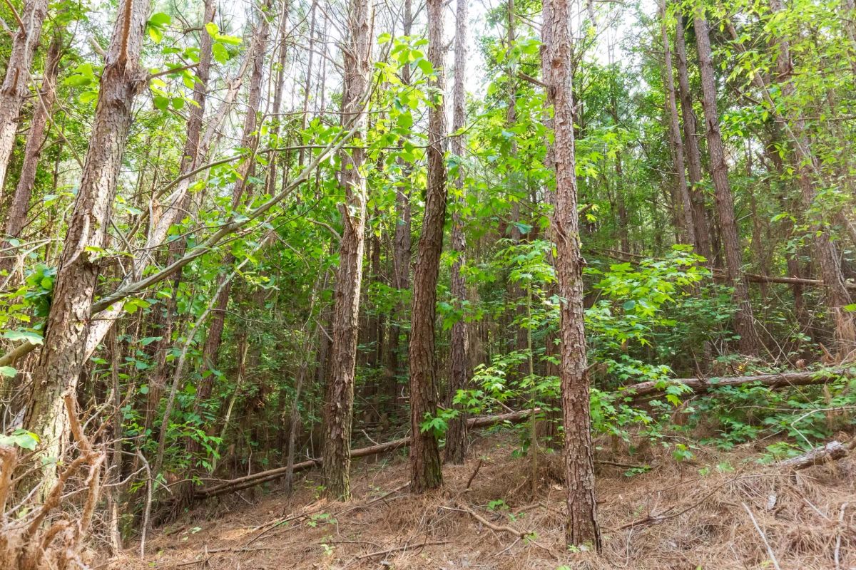 Decorative background for Whiskey Ridge Tract 96 image 5