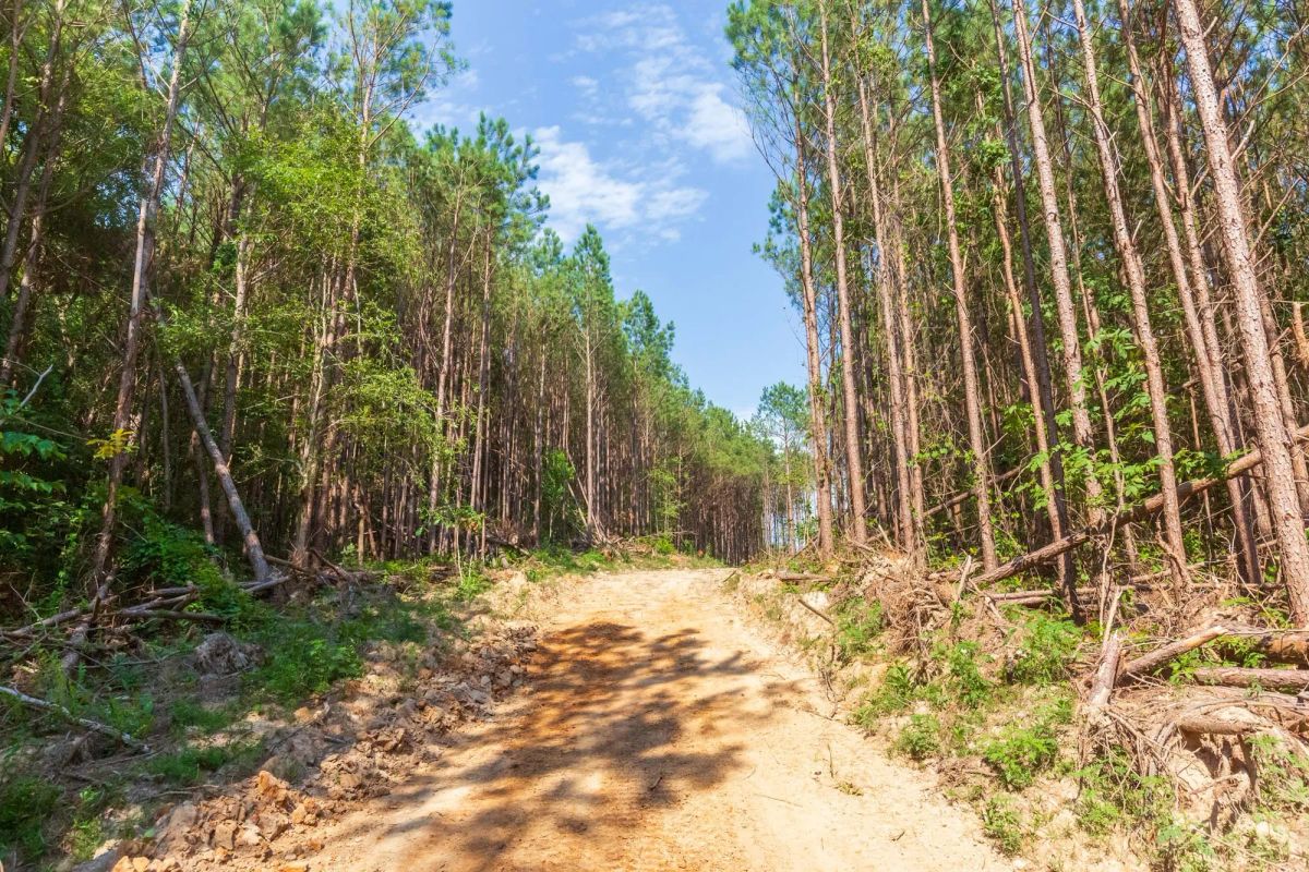 Decorative background for Whiskey Ridge Tract 96 image 6