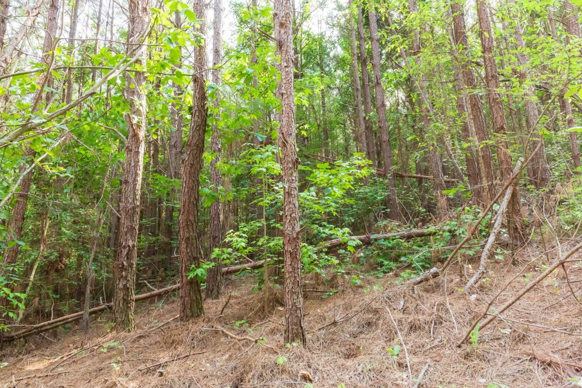 Decorative background for Whiskey Ridge Tract 96 image 7