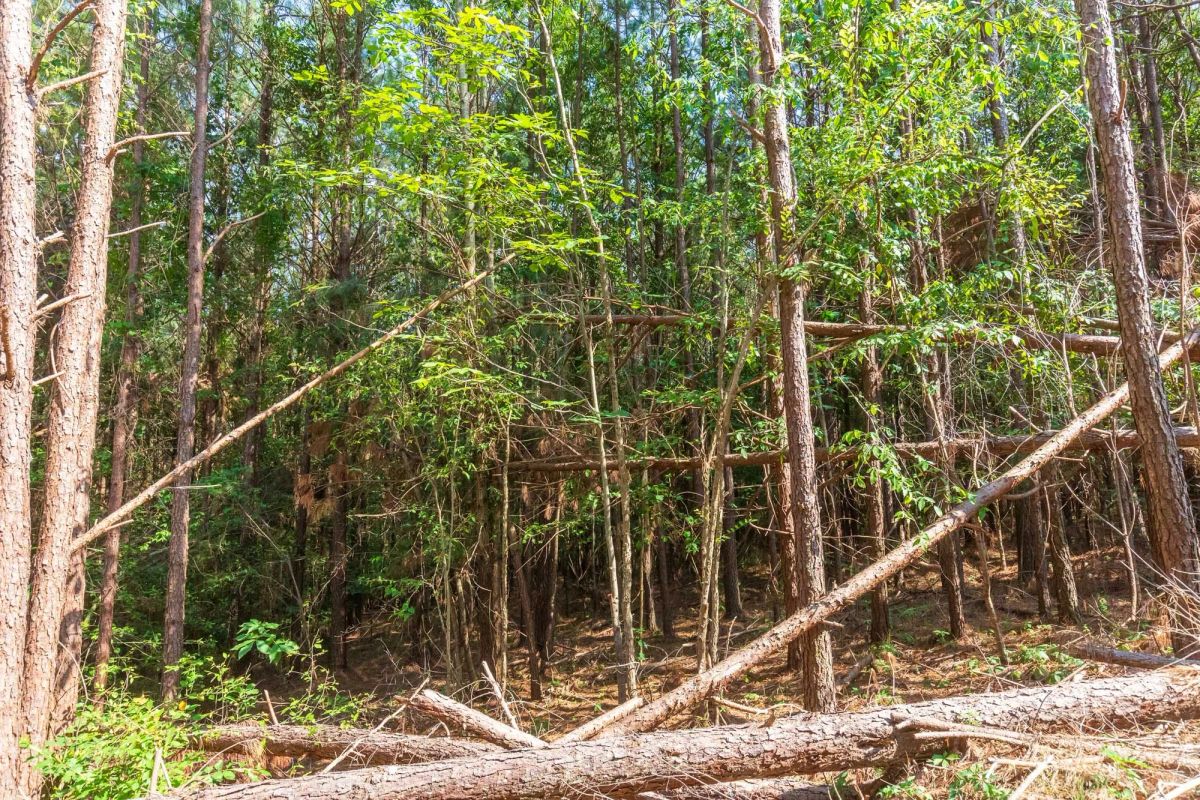 Decorative background for Whiskey Ridge Tract 96 image 9