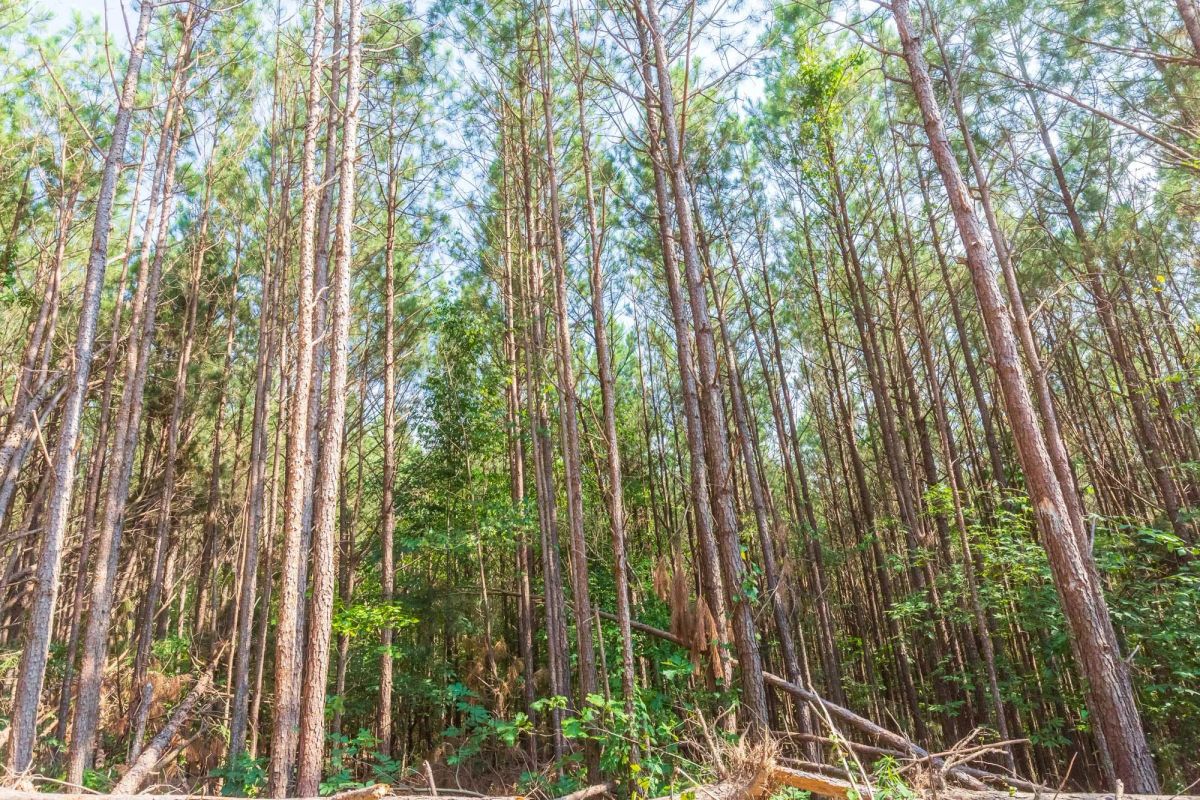 Decorative background for Whiskey Ridge Tract 96 image 12