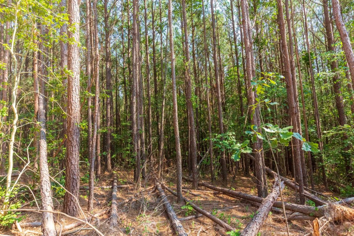 Decorative background for Whiskey Ridge Tract 96 image 13