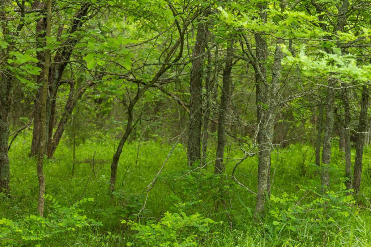 Decorative background for Harmony Hills Tract 10 image 5