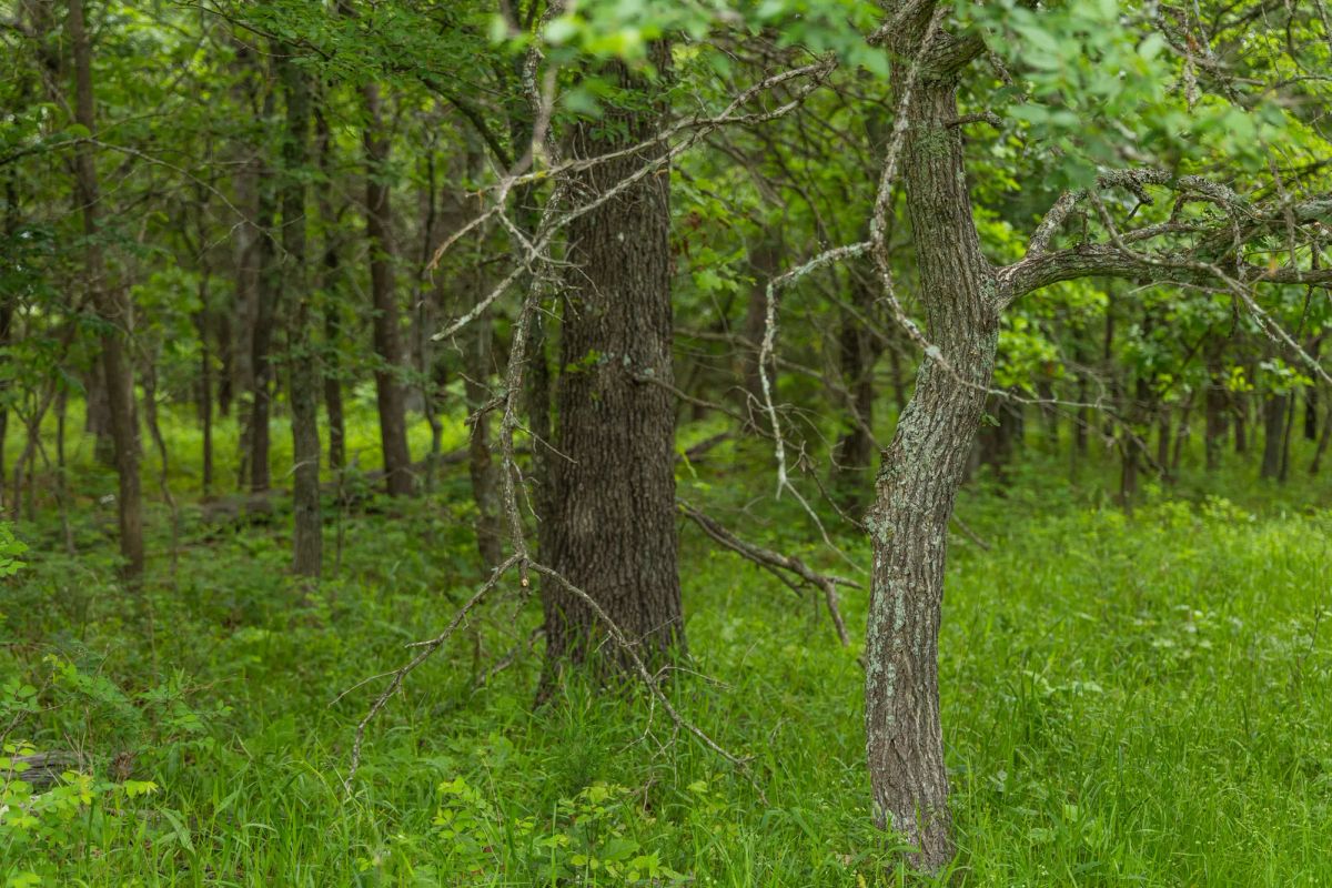 Decorative background for Harmony Hills Tract 10 image 6
