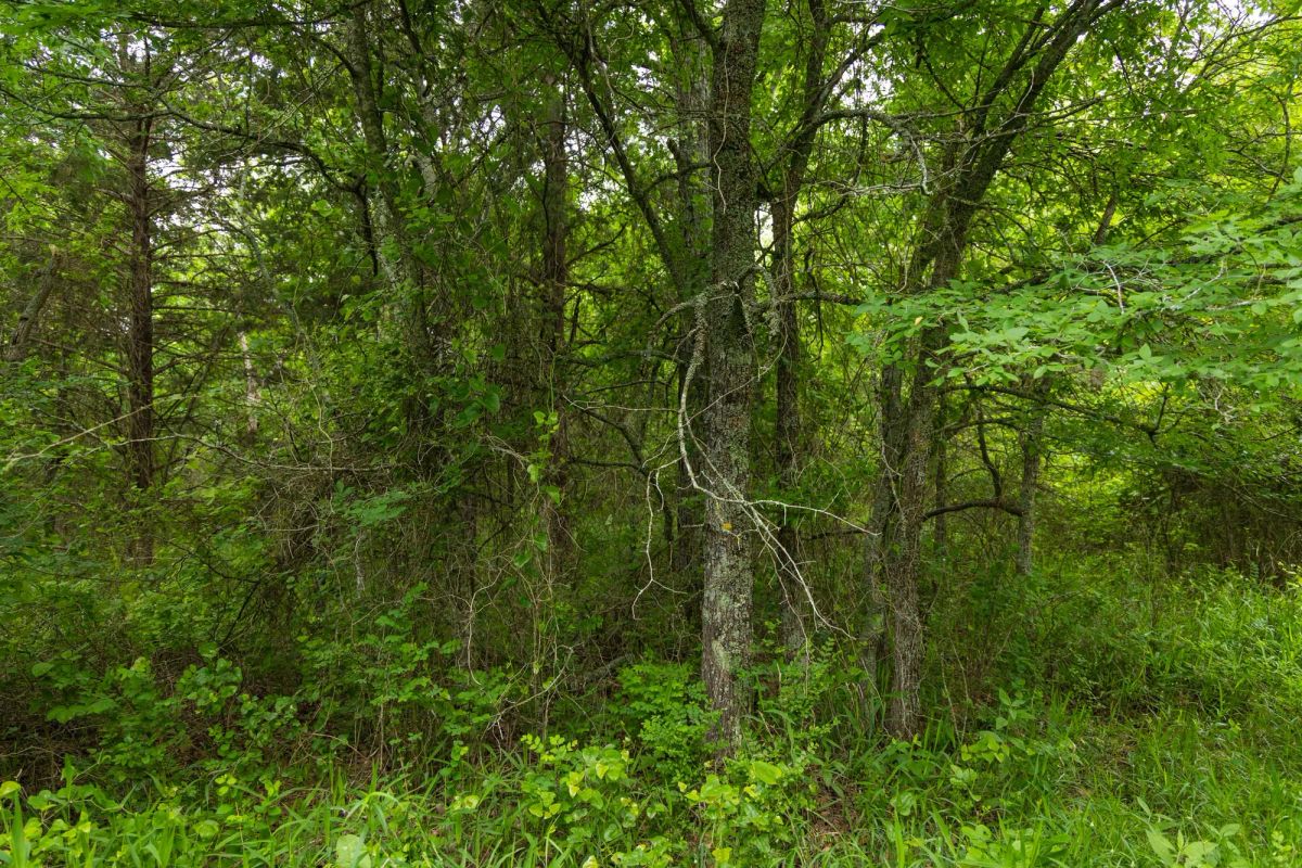 Decorative background for Harmony Hills Tract 10 image 7