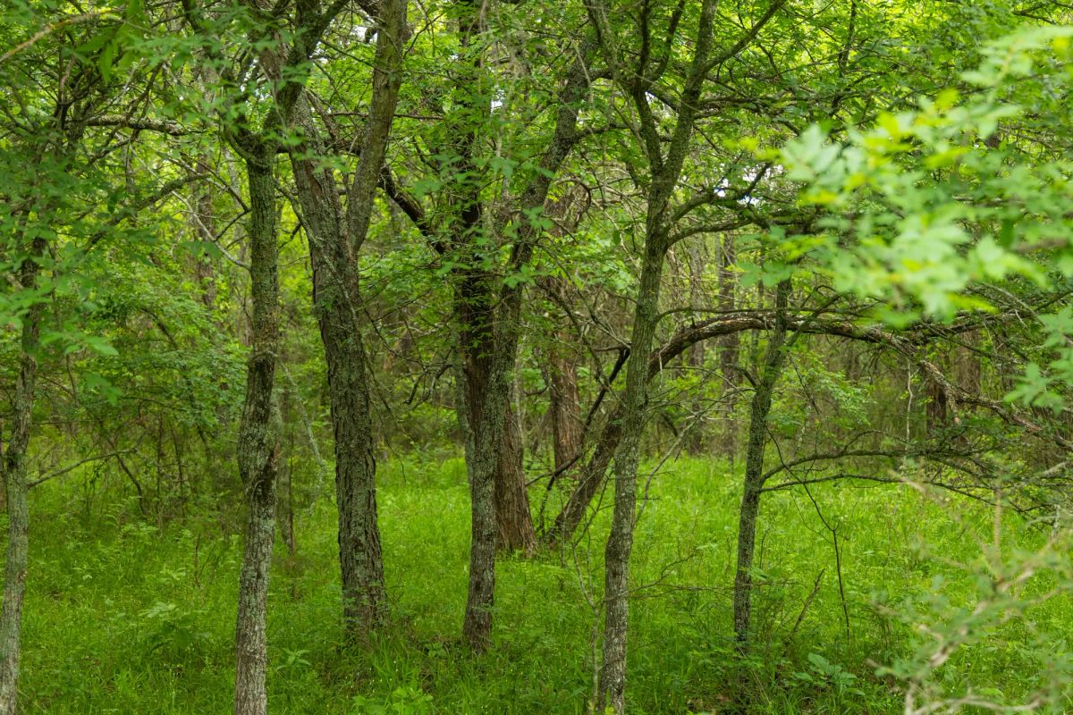 Decorative background for Harmony Hills Tract 10 image 8