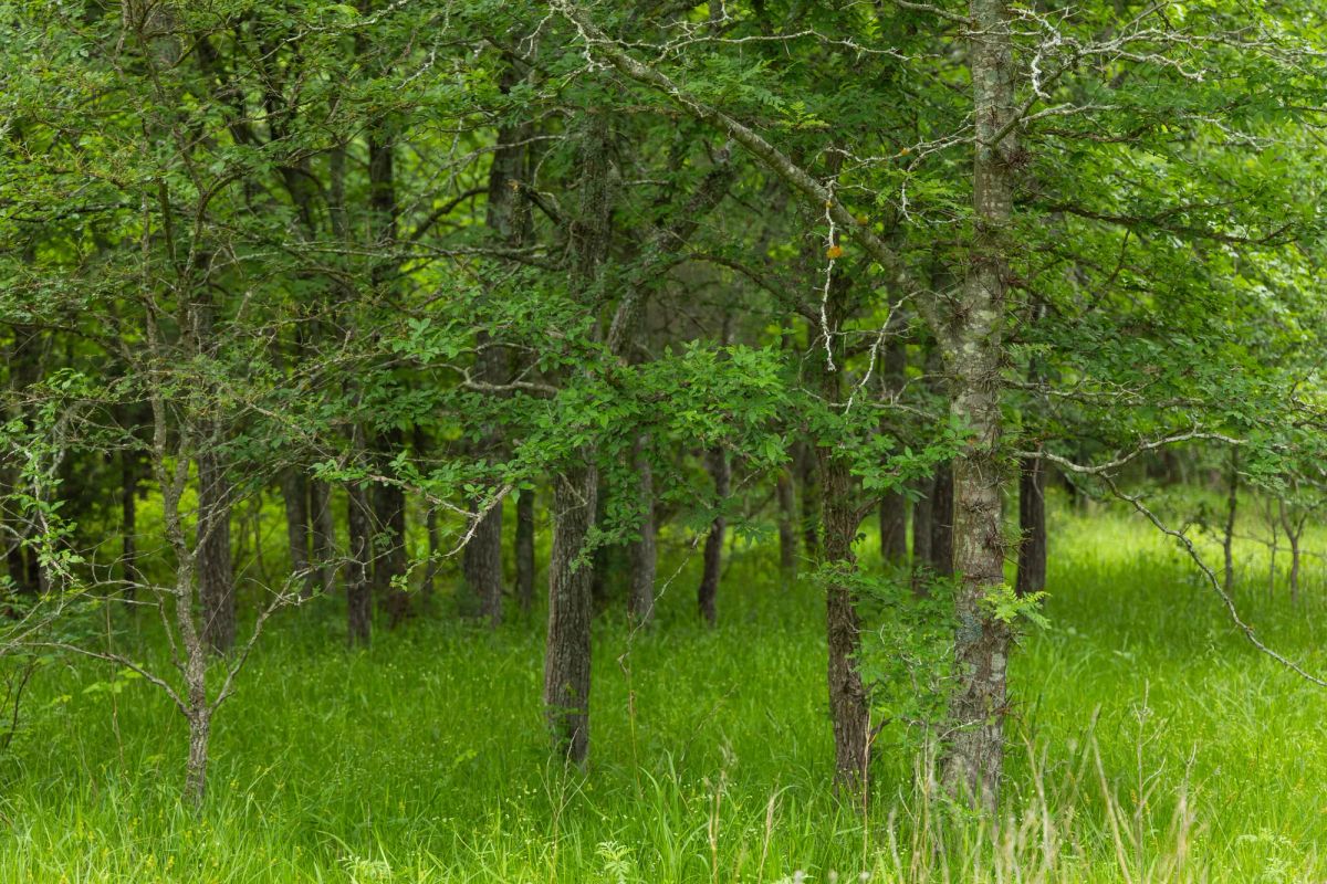 Decorative background for Harmony Hills Tract 10 image 9