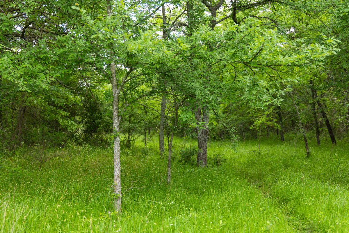 Decorative background for Harmony Hills Tract 10 image 12