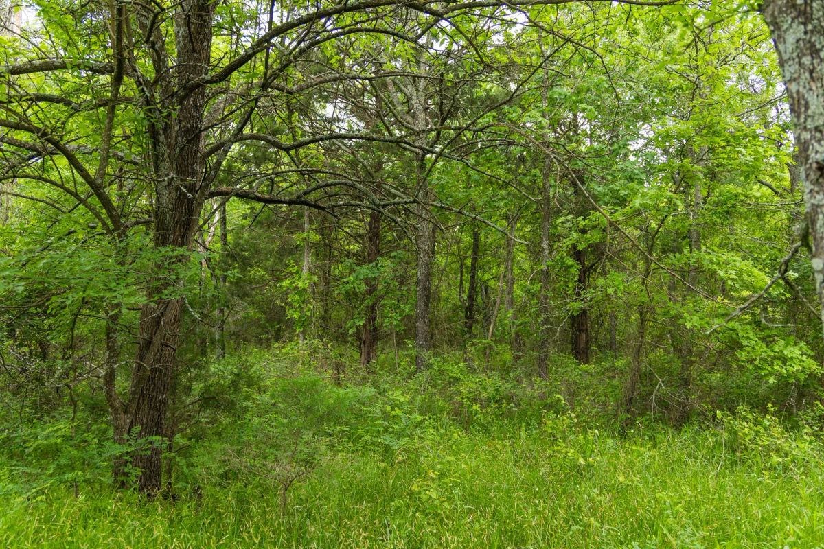Decorative background for Harmony Hills Tract 10 image 14